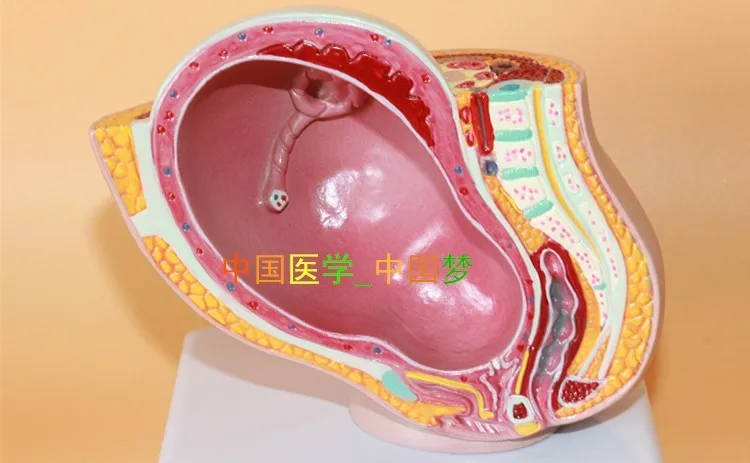Женская модель для моделирования эмбриона тазовой мозга|fetal development|female pelvic modelpelvic