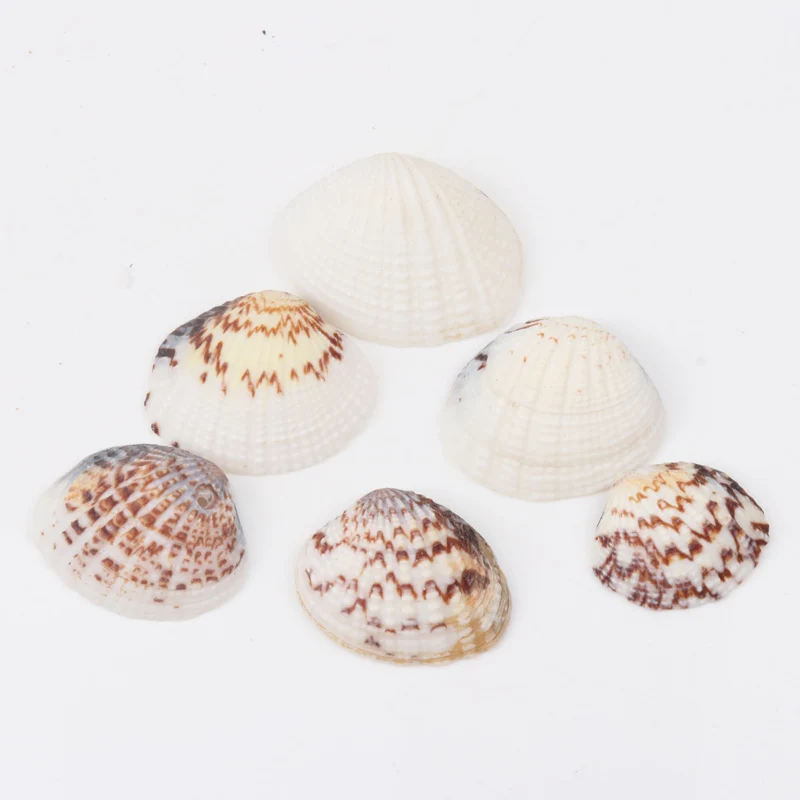 25-32 мм натуральные спиральные ракушки свободные бусины фотоальбом 10 шт. TRS0127X