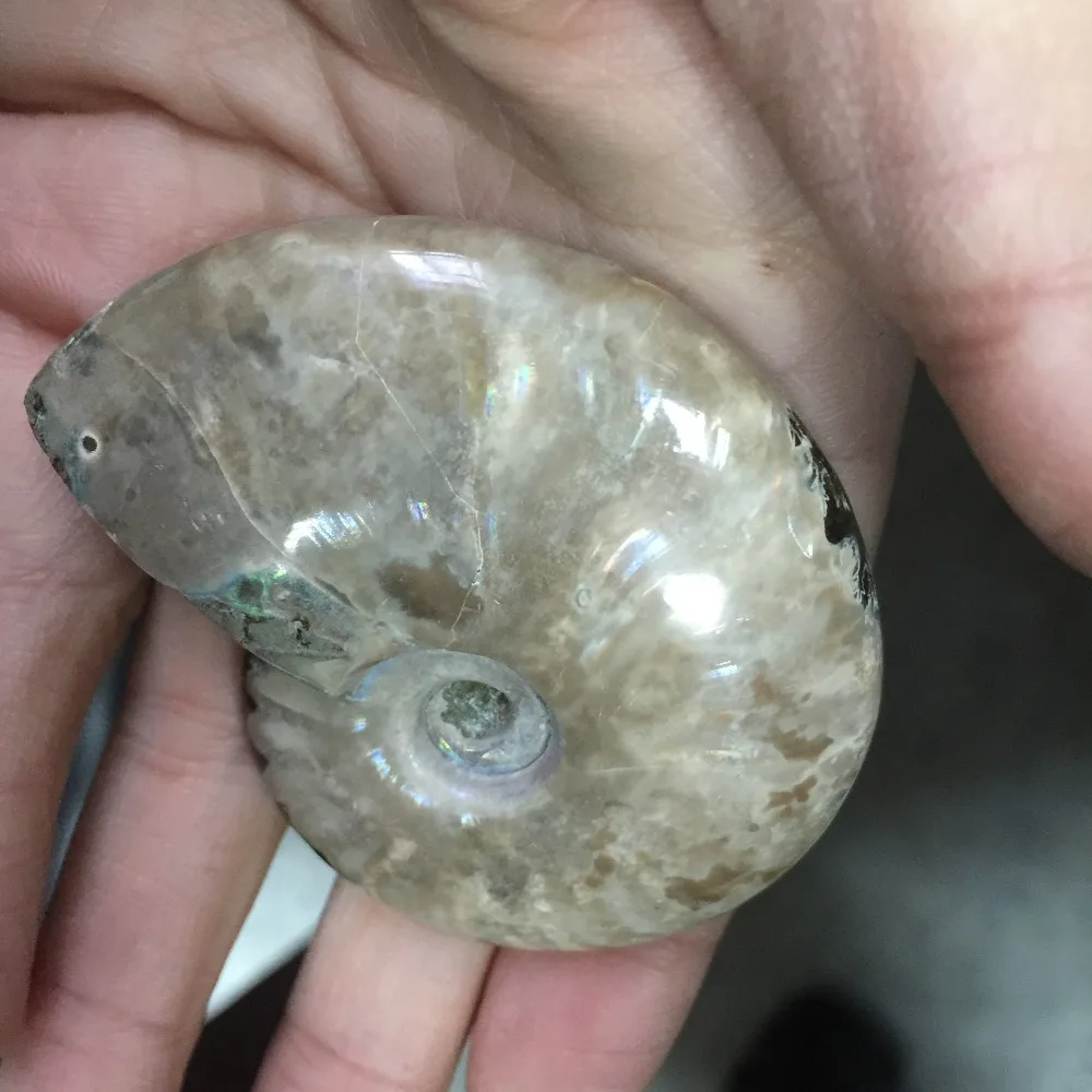 BG686 -- натуральный шероховатый Кристалл раковины аммония Fossil образец Manualidades для