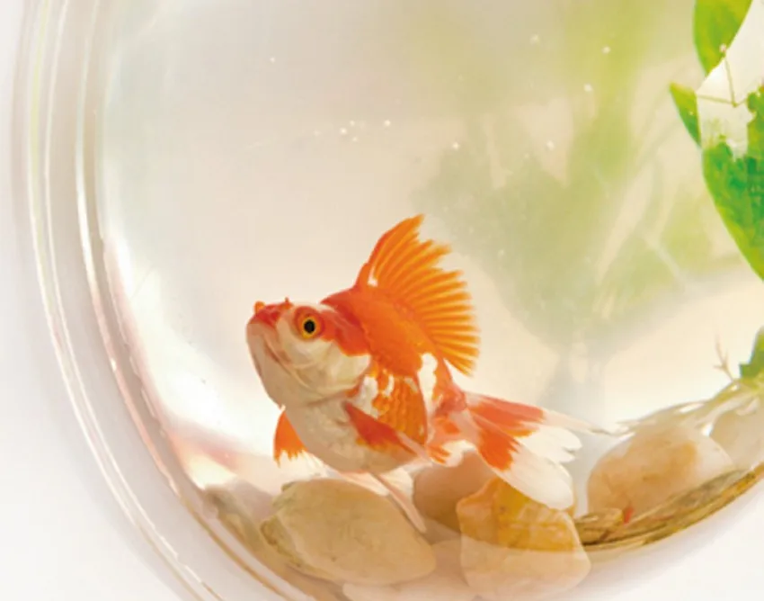 Настенный подвесной горшок миска для аквариума аквариум высокого качества