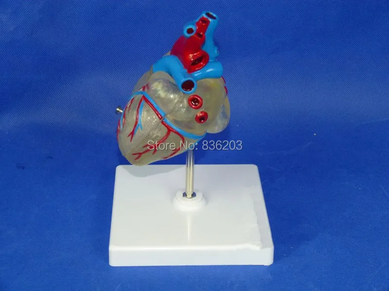 Классическая модель скелета Классический корсет для осанки 2 части | Канцтовары