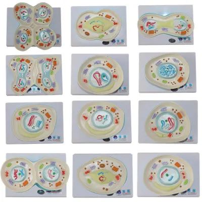 

Cell meiosis process demonstration model biological animal cell division model