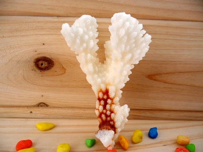 Натуральные белые декоративные коралловые ветки раковины в средиземноморском