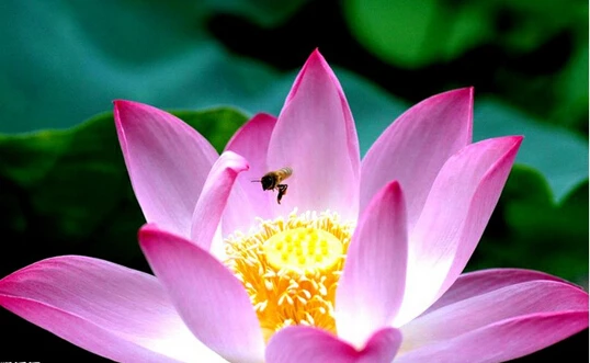 only for payment | Красота и здоровье