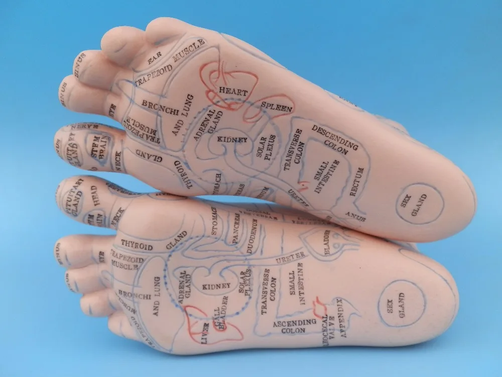 Модель зоны для рефлекса ног 20 см модель массажа ног. Английская литература|foot