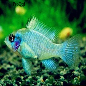 Apistogramma 2 50 шт набор Apistogramma ramirezi - Цвет: Apistogramma 2
