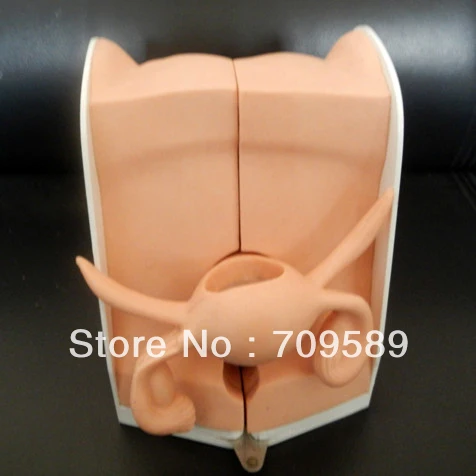 Реалистичный симулятор ИСО IUD женская модель контрацепции | Канцтовары для офиса