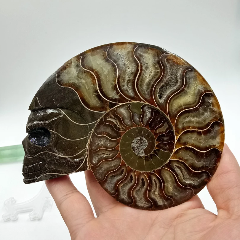 308 граммов высокого качества nautilus раковины резной череп исцеления минеральный