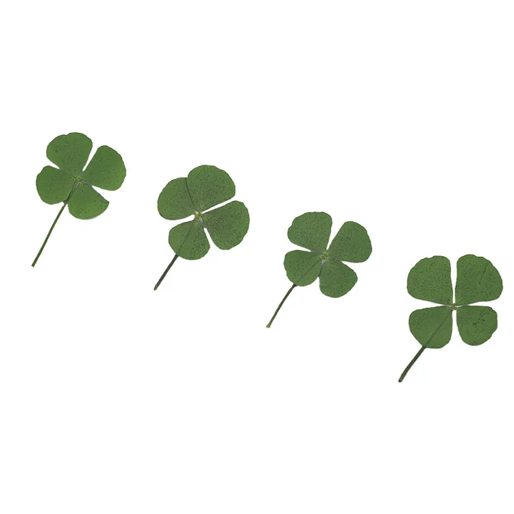 

Natural Dried lucky combination Pressed Dry Four-Leaf Clover Leaf Plant Pendant Necklace Jewelry Production Process Diy Accessor