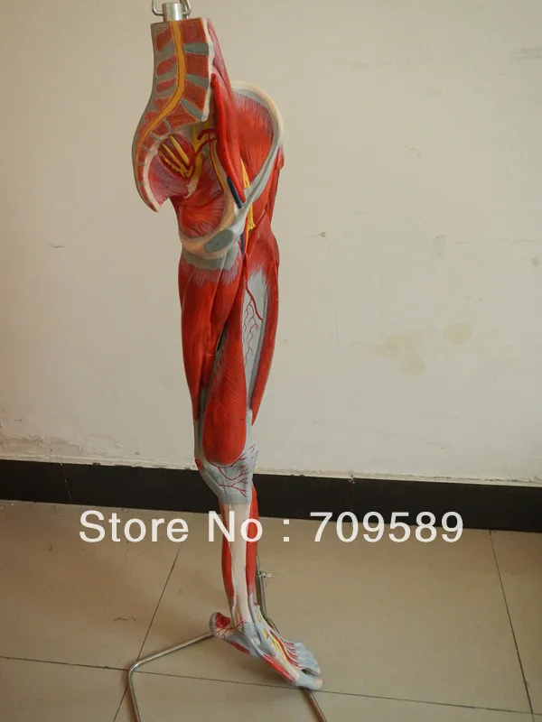 Анатомическая модель мускулов для ног сосудов и нервов ног|anatomical muscles|muscle