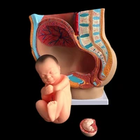 midwifery teaching model embryo development pregnancy 9 months female pelvic with nine months fetal model