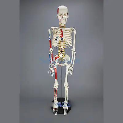 85 см человеческий мышечный скелет модель мышечная окрашенная ненумерованная