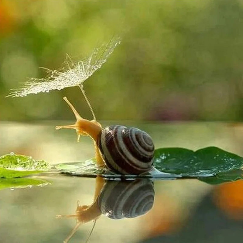 CAMMITEVER полная драгоценность 5D алмазная живопись сделай сам Улитка рукоделие