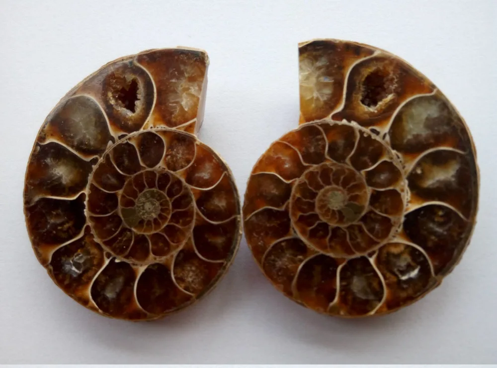 

2pcs natural rainbow ammonite shell Fossil slice Madagascar ammonite fossil mineral specimen