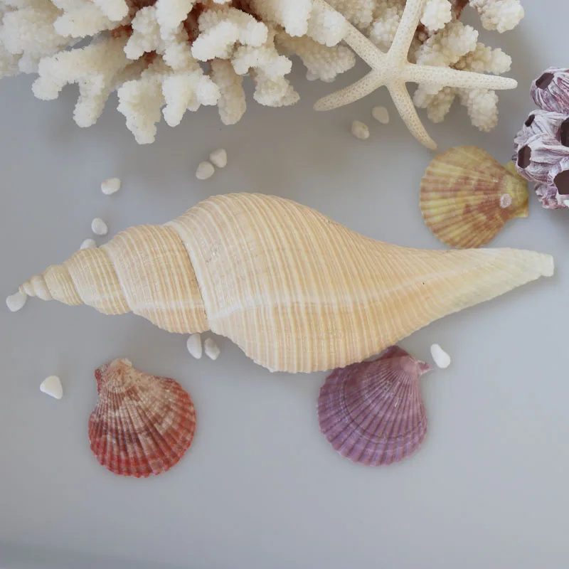 Бесплатная доставка (1 шт./лот) длинные Ароматические раковины натуральные и