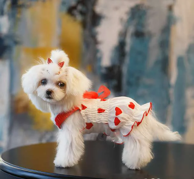 Новая корейская версия одежды для домашних животных юбка весны и лета летнее