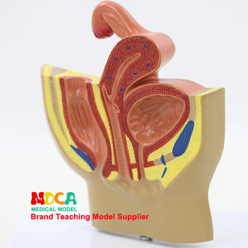 Медицинская Учебная модель MSZXT012 для женской модели таза матки простаты мочевой и