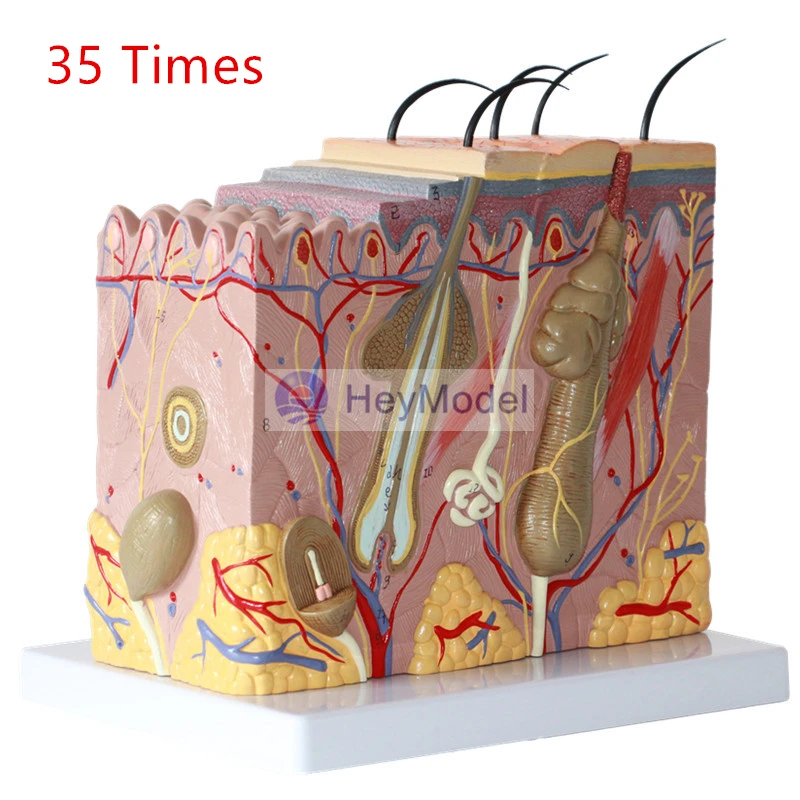 HeyModel Medical Human Skin модель с секциями 35 увеличений|enlargement| |