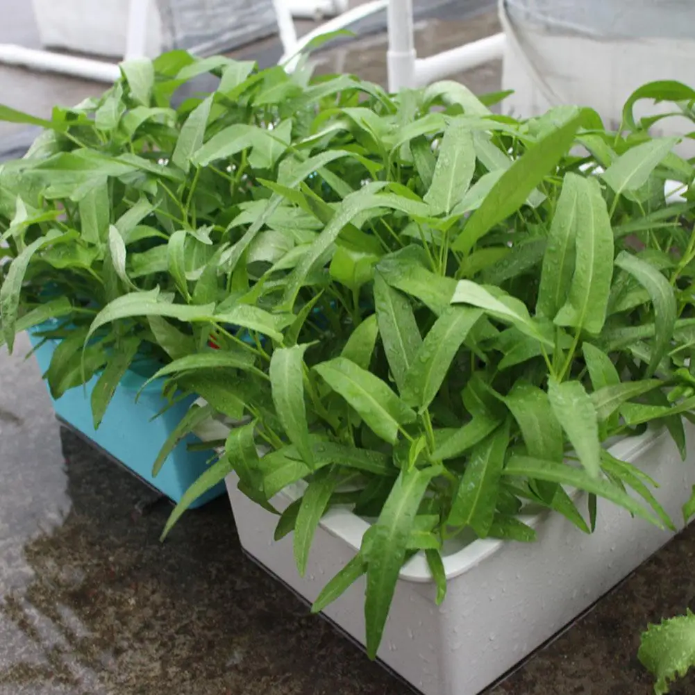 Ланлан 24 Отверстия сайт гидропонная коробка комплект для плантаторов рассады