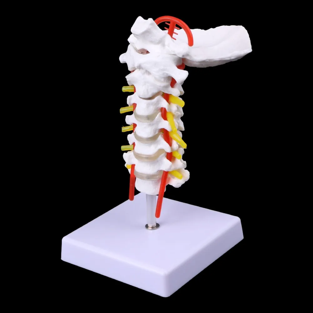 

Cervical Vertebra Arteria Spine Spinal Nerves Anatomical Model Life Size