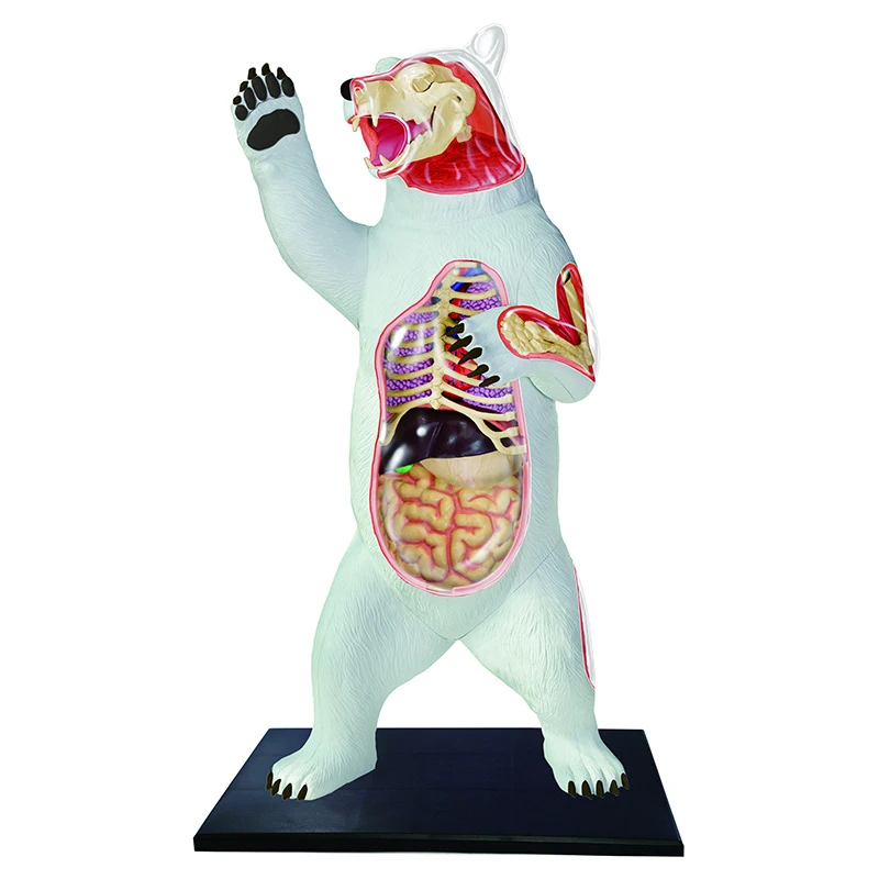 

4D Polar bear Intelligence Assembling Toy Animal Organ Anatomy Model Medical Teaching DIY Popular Science Appliances