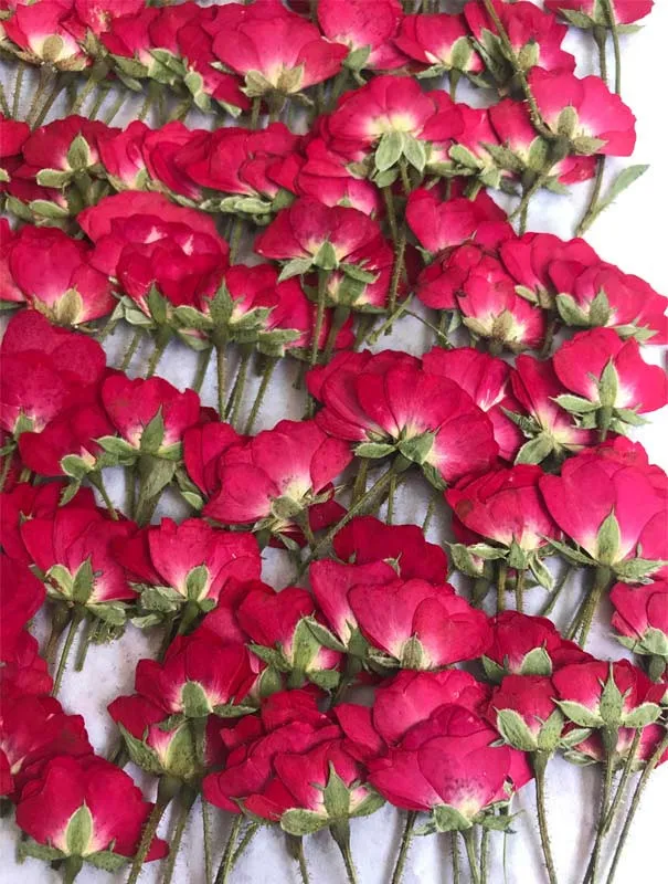 Chinese Rose Bud Флорес сушеные прессованные белые хризантемы Свадебные украшения цветок 1 упаковка/30 шт - Цвет: Chinese Rose Bud
