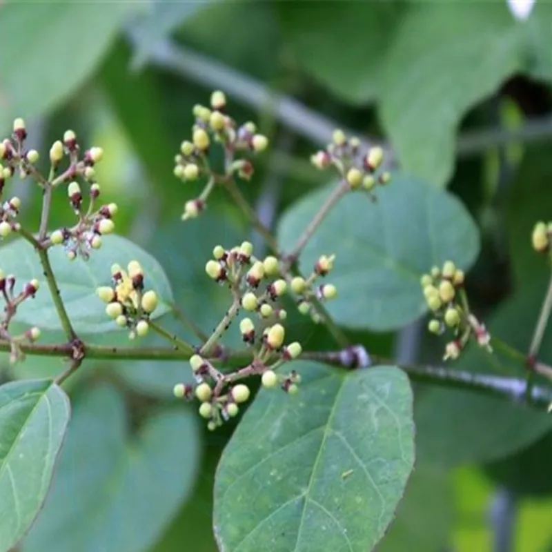100-1000 г горячая Распродажа цисс repens Lank экстракт порошок, цисс repens, цисс ромбифолия, цисс обесцвечивание, белый порошок тростника