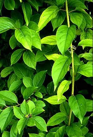 Hot sales Tripterygium wilfordii extract/le gong teng extract powder/thunder god vine/le | Продукты