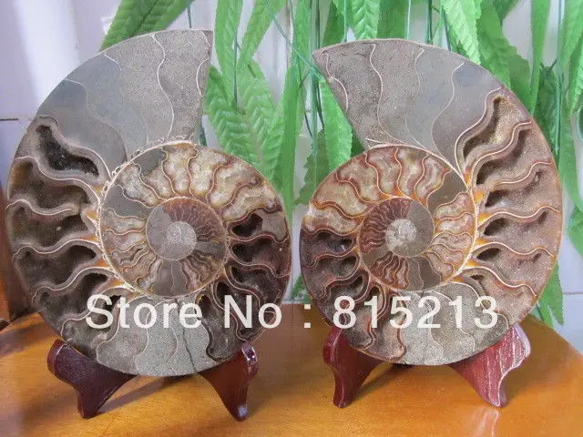 00661 HUGE Madagascar Pretty Pair Slices Polished Split Ammonite Fossil | Дом и сад