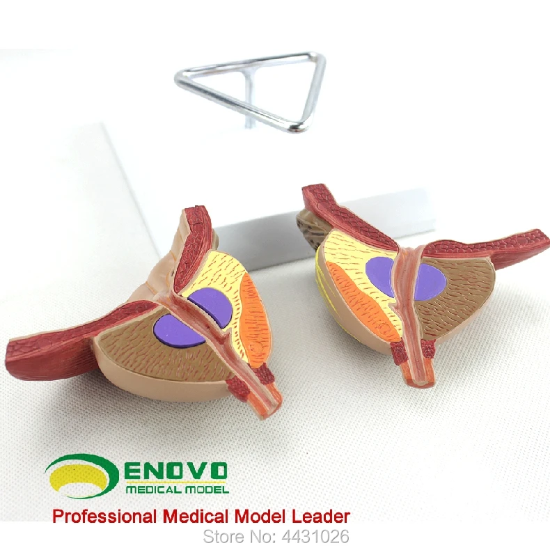 

ENOVO The prostatic anatomy model of the prostate was divided into BPH