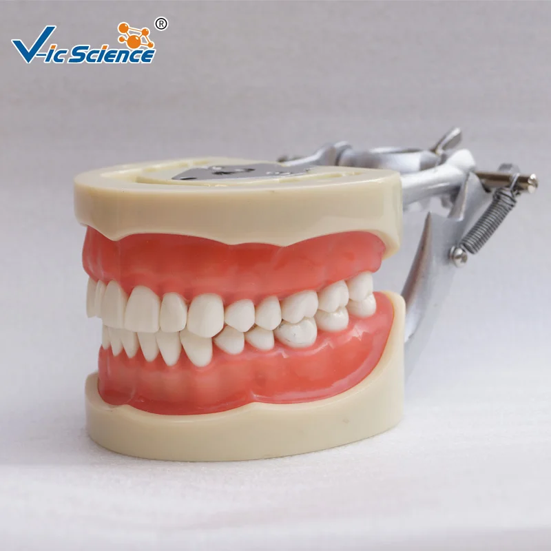 High Quantity 200H Standard Dental Model with 32pcs