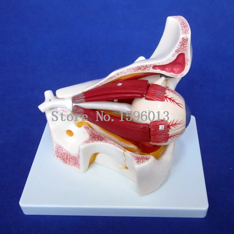 Популярная анатомическая съемная модель глаз с орбитальными 10 частями