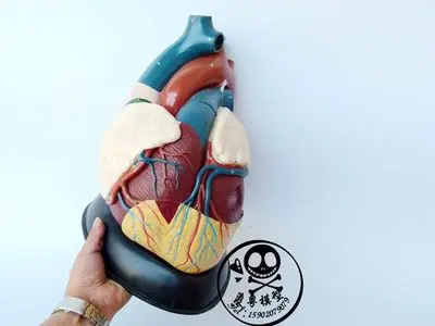 Медицинское обучение анатомии человеческого сердца модель бесплатная