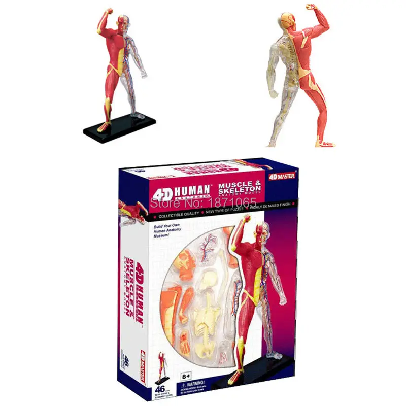 1 шт. человеческие волосы тела 4D Скелет Череп для изучения анатомии манекена