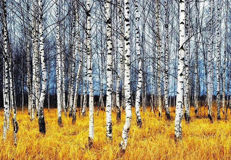 Лес Печатный гобелен лес Настенное подвесное одеяло индийские зеленые деревья