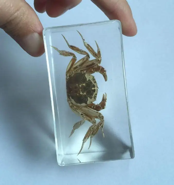 

fashion insect Chinese Real Crab Insect Lucite Clear Cuboid Vogue Crafts YQTSZ001