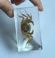 fashion insect chinese real crab insect lucite clear cuboid vogue crafts yqtsz001