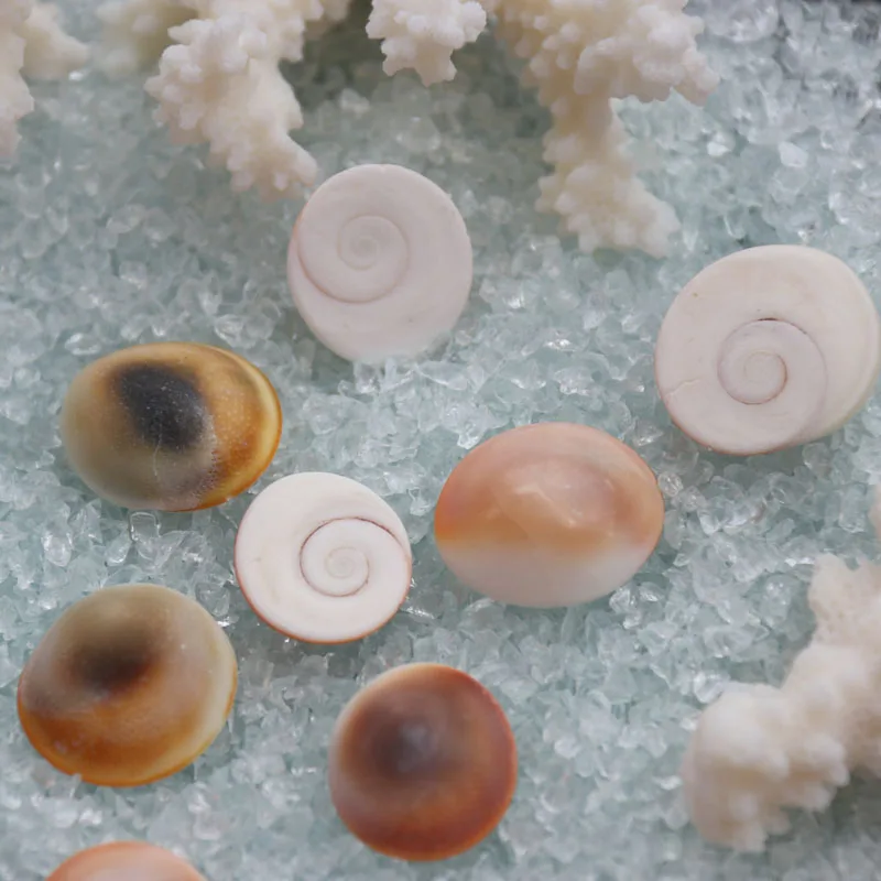 Бесплатная доставка (20 шт./лот) Sun Conch натуральный корпус & украшение для дома