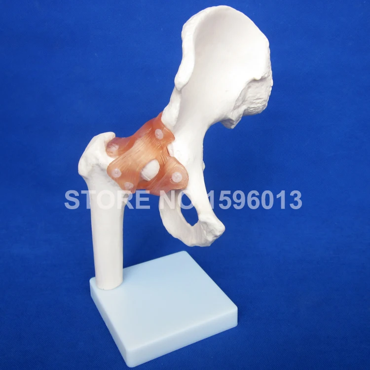 Популярная модель человеческих суставов модели плеч локтей бедер колена рук и