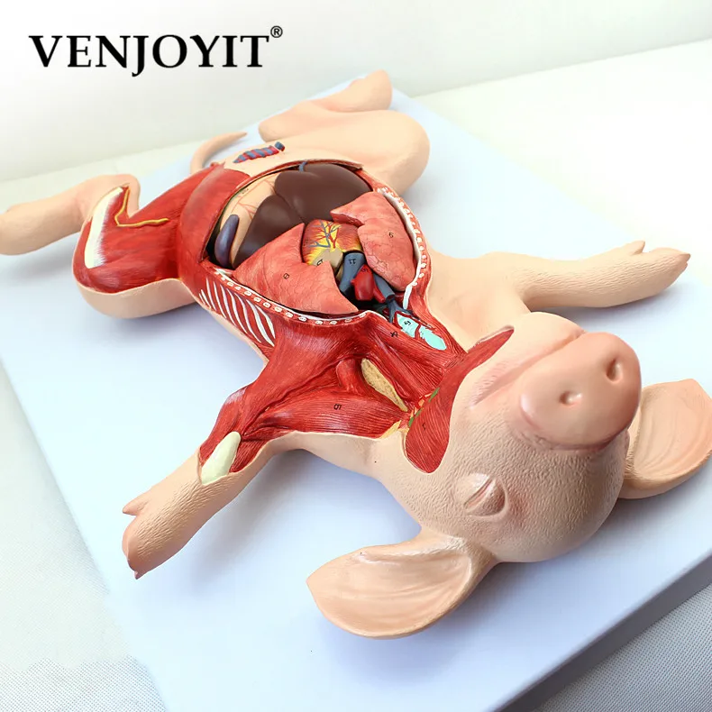 Модель анатомии свиньи эмбрионные органы визцеральный мышечный нерв