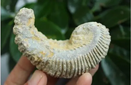 Карнината ископаемый устричный Мадагаскар 90 миллионов лет|fossil|fossil fossilscretaceous fossils