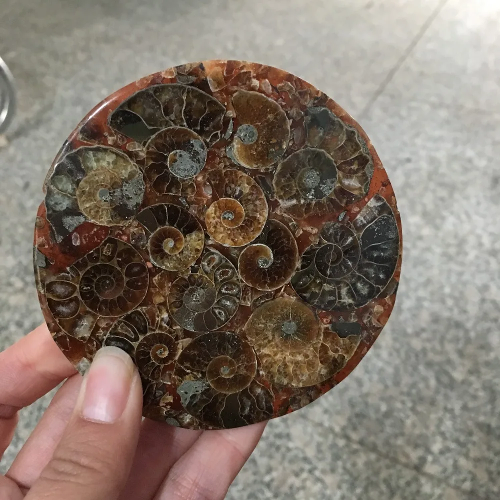 Аммонит Fossil Slice Plate Natura Shell a compassl Мадагаскар FOSSIL с лечебным действием, образцы украшения