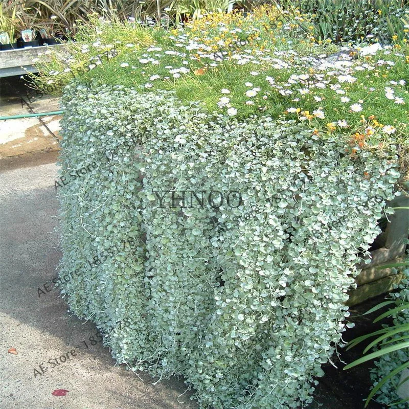 100 шт Dichondra Repens серебряные водопады изумруд Фолс бонсай суккулент подвесные
