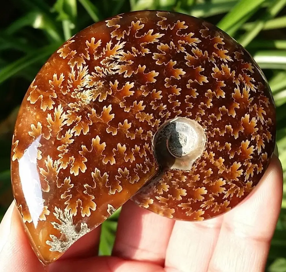 100 г натуральный полированный нефритовый узор аммонит ископаемый