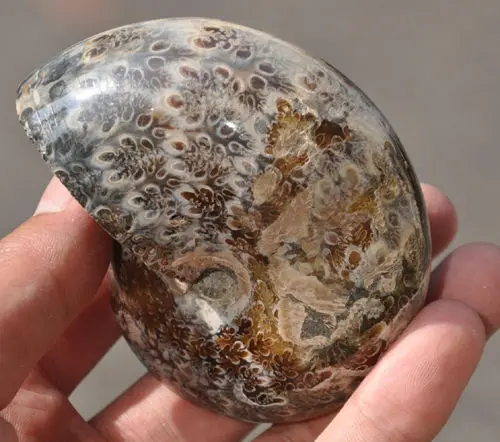 Редкие природные красивые аммонитовые ископаемые кристаллы стандарта AA +++|aa|specimen