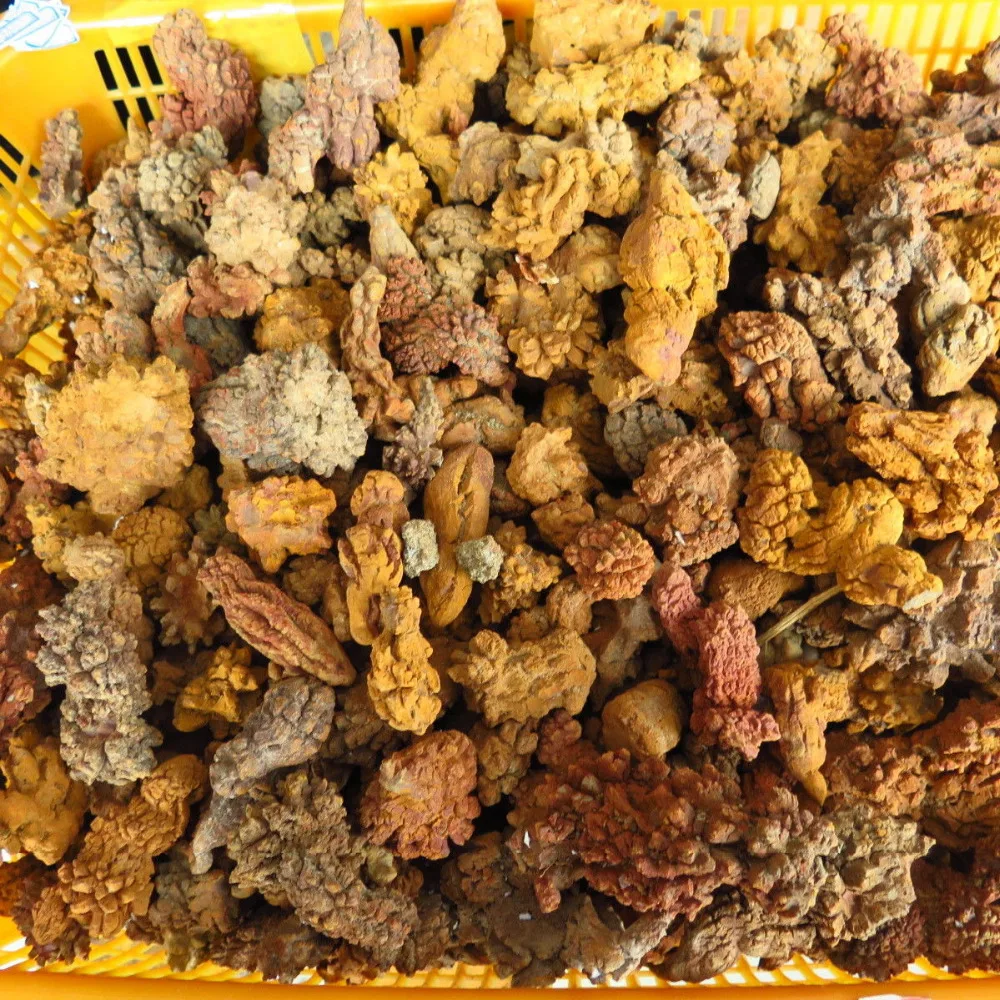 Копролитовый ископаемый динозавр 3 4 дюйма|fossi| |