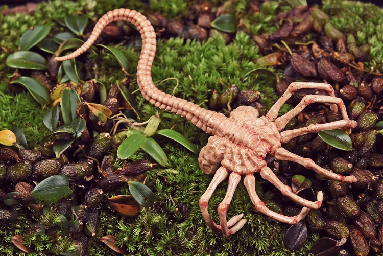 1/6 масштаб инопланетянин Хищник Chestburster Facehugger модель чужой xenomorph фигурка