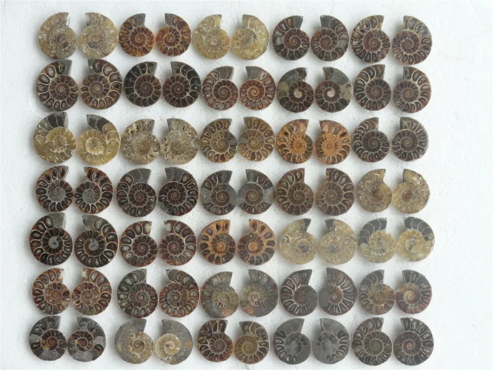 35 пар натуральный разрез мелового аммония FOSSIL интерьерный дисплей 955 г | Дом и сад