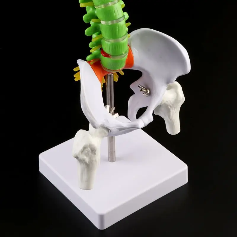 45cm Removable Human Spine Model Spinal Column Vertebral Lumbar Curve Anatomical Medical Teaching Tool | Канцтовары для офиса и