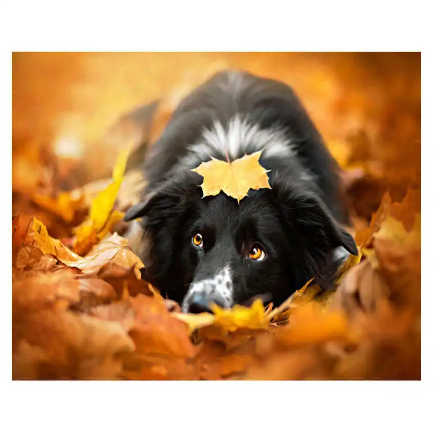 dog painting 21 Diy картина по номерам, Мак, Раскраска по номерам, красочный Кот Раскраска по номерам - Цвет: dog painting 21